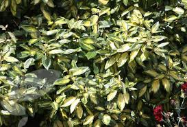 Elaeagnus Submacrophylla Limelight Oleaster Syn Elaeagnus Ebbingei Limelight Olive Garden Delivery Evergreen Shrubs Variegated Plants
