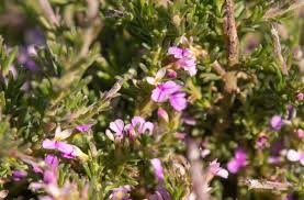 Image result for Osyris compressa