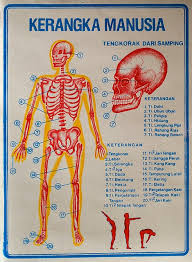 Check spelling or type a new query. Fungsi Rangka Manusia Wikipedia
