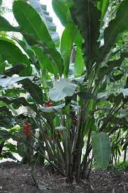 Pin On Plantas Green