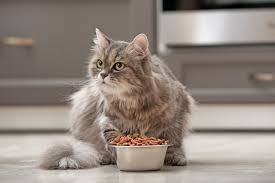 Cute Cat Near Bowl Food Home Cute Near Bowl Food Home Cat Cats Senior Cat Food Pet News
