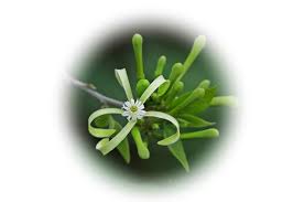 Image result for Turraea floribunda