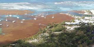 Mais elles meurent une fois échouées sur les plages. Nicolas Hulot Ce Que Contient Son Plan Contre Les Sargasses Ces Algues Toxiques Qui Polluent Les Rivages Antillais