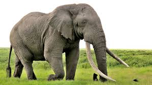 Image result for elephant