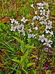 Image result for Cardamine