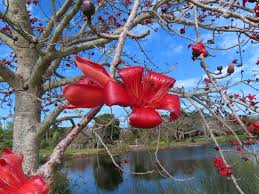 Image result for Bombax