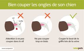 Bien Couper Les Ongles De Son Chien Toilettage Canin Chien Alimentation Chien