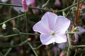 Image result for Convolvulus goyderi