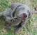 Puppy Weimaraner