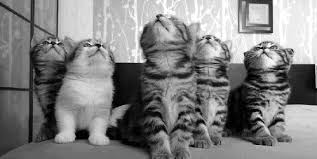 pin by santiago camelo mendez on kyla s face best cat gifs cats and kittens cat lovers
