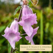 Image result for Ceratotheca triloba