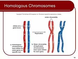 When considering one of these two alleles, the other allele, found on the homologue, one can described as a homologous allele. What Is A Pair Of Homologous Chromosomes Quora