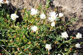 Check spelling or type a new query. Blooming Succulents White Flowers Against Stones At Sunset Stock Photo Picture And Royalty Free Image Image 4772298