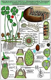 Pin On Science And Nature