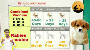 Jul 22, 2020 · symptoms and types of rabies. Pet Care Dog Bite And Rabies Youtube