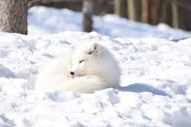Arctic Fox 1080p 2k 4k 5k Hd Wallpapers Free Download Wallpaper Flare