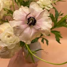 Image result for Ranunculus stagnalis
