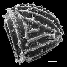 Image result for Anemiaceae