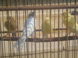 ∙ promo pengguna baru ∙ kurir instan ∙ bebas ongkir ∙ cicilan 0%. Jual Beli Kenari Di Cilacap Senandungburung