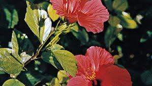 Image result for Diplazium humbertii