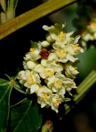 Image result for Paullinia pinnata