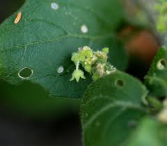 Image result for Erythrococca menyharthii