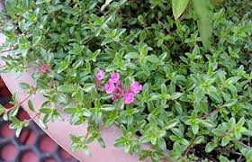 Walk on it and the whole area will be filled with the aromatic smell of fresh thyme. Creeping Lemon Thyme Two Live Plants Non Gmo Bug Repellent Edible Clovers Garden