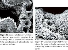 Image result for Arthraerua leubnitziae