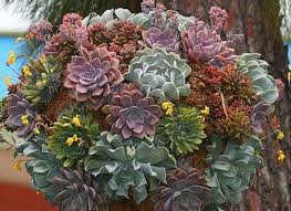 I've seen a hen catch and slurp down a snake like spaghetti. Hen And Chicks When I Worked At A Nursery I Loved This Plant So Beautiful Hanging Succulents Succulents Hanging Baskets