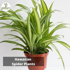 Image result for Chlorophytum sparsiflorum