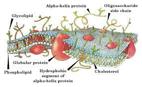 These lipids play important roles in cell recognition and signal transduction. Biochemistry Lipids And The Plasma Membrane Wikibooks Open Books For An Open World