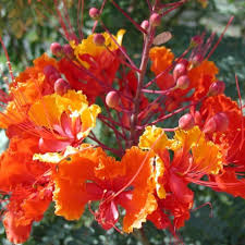 Image result for Caesalpinia