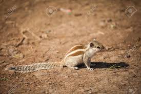 There are 4 subspecies of indian palm squirrel that are native to india and sri lanka. Indian Palm Squirrel Or Three Striped Palm Squirrel Funambulus Stock Photo Picture And Royalty Free Image Image 84199751