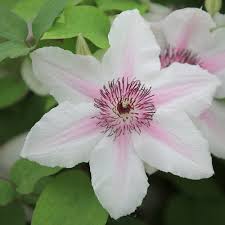 Buy clematis el (group 2) Clematis 'The Countess of Wessex ('Evipo073')  (PBR) (Boulevard Series)': Delivery by Waitrose Garden