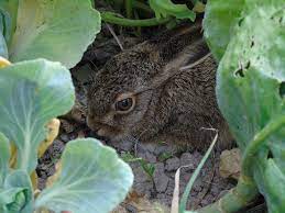 The formula contains putrescent egg, which resembles the odor of. The 5 Best Rabbit Repellent Products