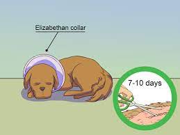 3 Ways To Calm A Male Dog When A Female Is In Heat Wikihow