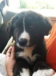 Our dogs are part of our family and we include them in everything we do. Florence In Border Collie Meet Cupcake A Pet For Adoption