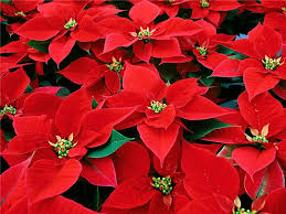 15 Flowers In Season In December Flower Clubs Christmas Plants Christmas Flowers