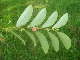 Image result for Phyllanthus glaucophyllus