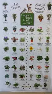 Garden flowers toxic to dogs. Toxic Plants To Dogs Nephin Kennels