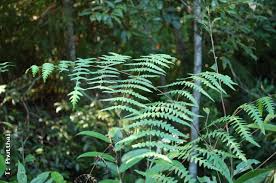 Image result for Histiopteris