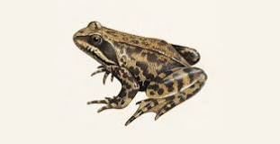 Beach frogs