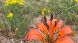 Dune Wildflower Hike