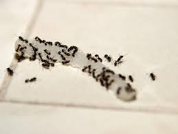 Also, kill any ants you see immediately. How To Get Rid Of Stinky Odorous House Ants