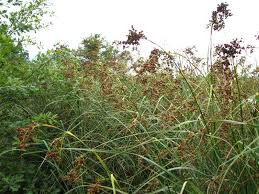 Image result for Cladium mariscus