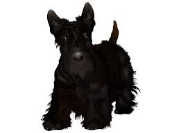 terrier drawing scottie dog picture