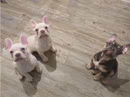 Atat coco bb ee kyky nn brindlepied 🩸mr. Lilac Tan Platinum French Bulldogs In Dogsandpuppies Co Uk