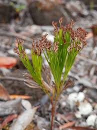 Image result for Schizaea