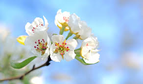 Check spelling or type a new query. Pollen Comment Reconnaitre L Allergie Et La Prevenir