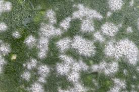 うどんこ病とは 原因と治療方法まとめ 効果的な対策は Horti ホルティ By Greensnap